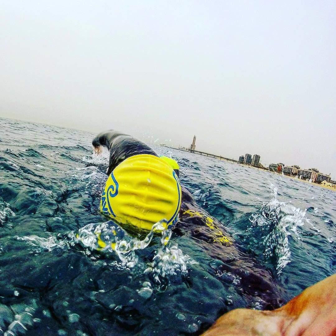 Swim Cap Yellow - New Wave Silicone Swim Cap best open water swim buoy